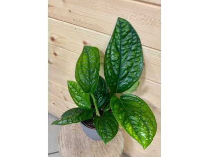 WhatsApp Image 2025 10 03 at 12.49.44