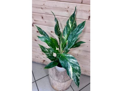 WhatsApp Image 2026 01 24 at 16.56.57