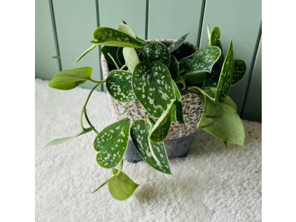Scindapsus