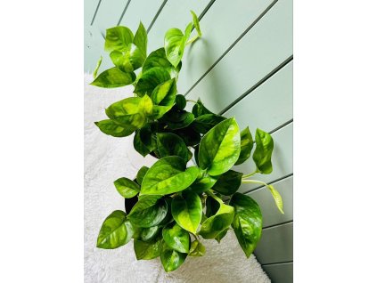 Epipremnum Global Green