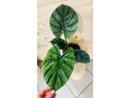Alocasia Lukiwan