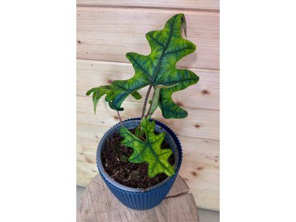 Alocasia Jacklyn