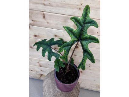 d55f53d7 f2a9 40fd 987c 9868f5284bb6