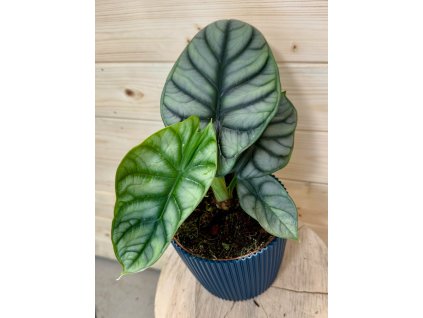 Alocasia Silver Dragon