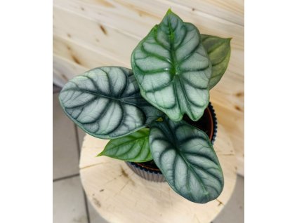 WhatsApp Image 2025 11 03 at 12.11.37