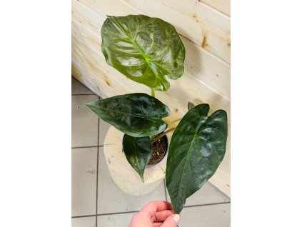 Alocasia Wenti