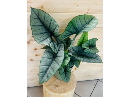 Alocasia Platinum