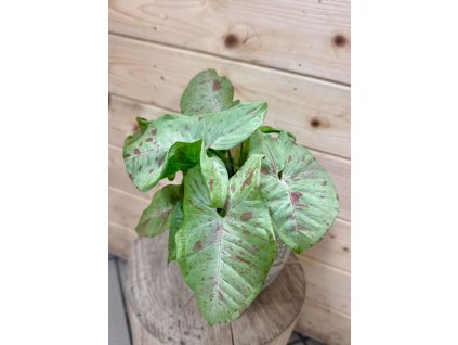 WhatsApp Image 2026 01 06 at 19.08.29