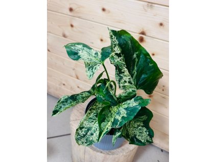 WhatsApp Image 2025 12 20 at 09.02.50