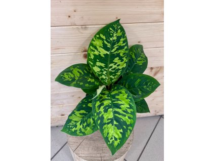 WhatsApp Image 2026 01 21 at 19.09.02