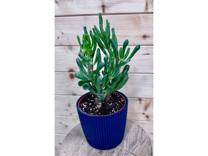 WhatsApp Image 2026 02 25 at 16.35.32