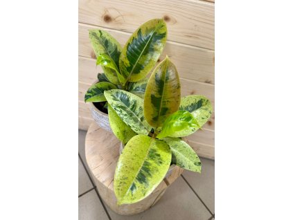 Ficus Elastica Shivereana