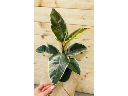 Ficus Tineke