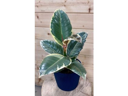 7b2c95fc fde7 4e50 806f 222e1f1f6aa6