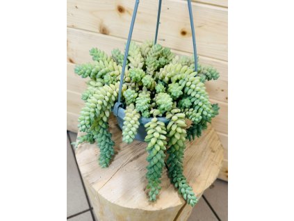 Sedum BURRITO - velký závěs