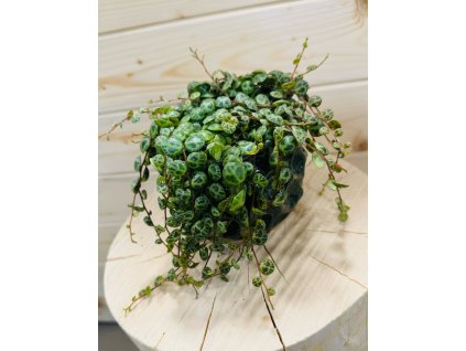 Peperomia Prostrata želvičky