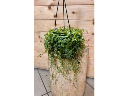 acd752c9 3118 4e0e 8106 c896407b4988