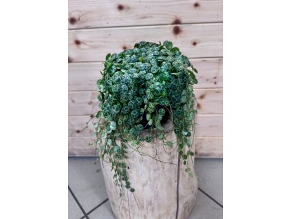 Peperomia Prostrata želvičky