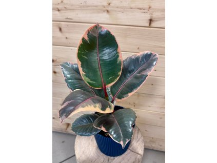 4448f04e 9f6a 4512 86b0 cefdf304fb61