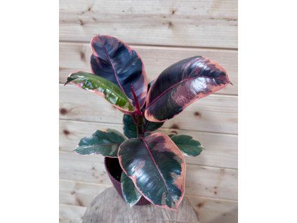 d1a9b62d 6f0e 43fc 8e59 5452596e6ae3