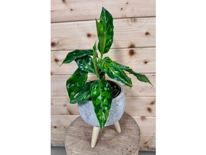 WhatsApp Image 2026 01 15 at 16.47.33