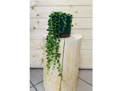 Senecio