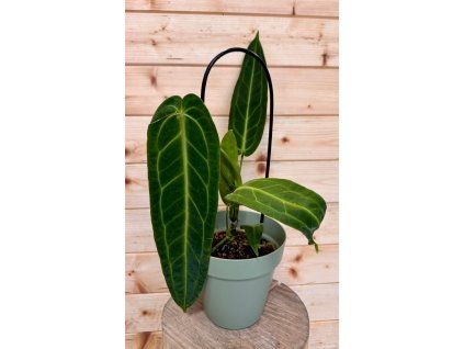 546db0db b648 44a3 bcc8 aba080883faf