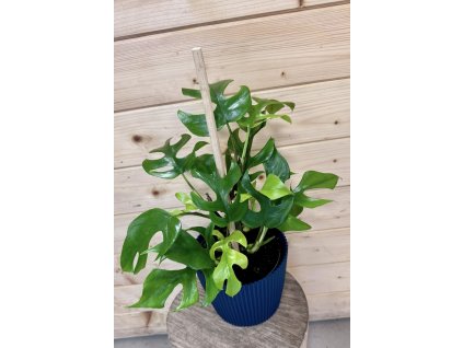 ad97a49d 18f1 4b67 873e e8cce45f2481