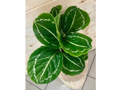 Calathea Apple Bee