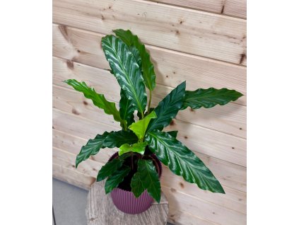 0f6f790b 1e14 4727 a14e 4e49cf4a9267