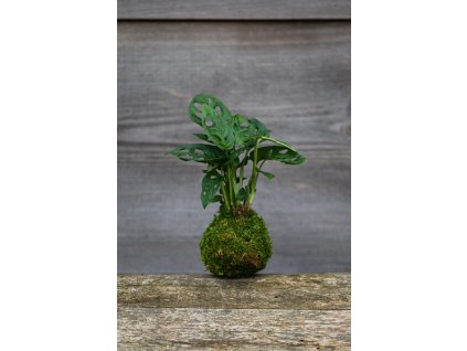 Kokedama Monkey mask