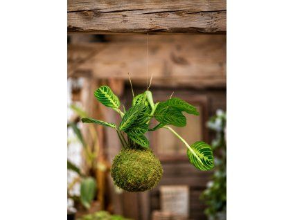 F0BAF48D 0791 49EC ADDF C212A52D6D04
