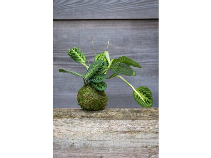 Kokedama Lemon lime