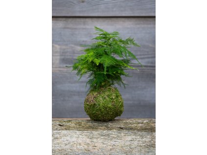 Kokedama Asparagus