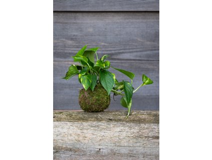 Kokedama Epipremnum hicolor