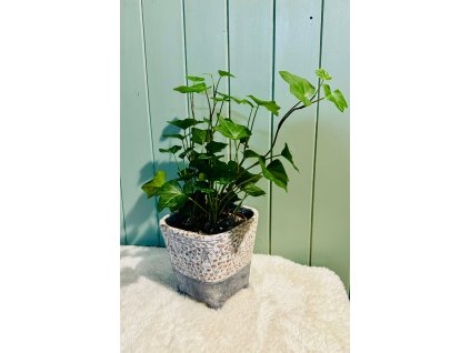 Hedera Helix