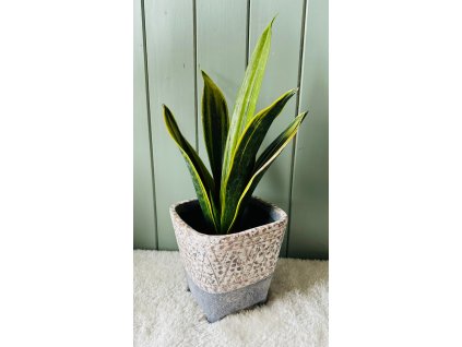 Sansevieria Trifasciata Canary (Tchýnin jazyk)