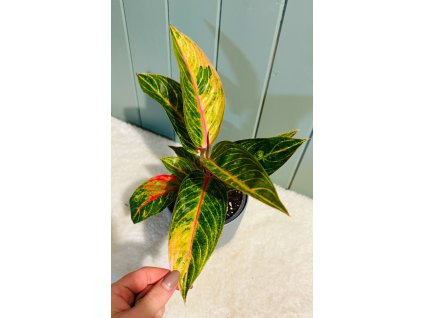 Aglaonema Sumatra