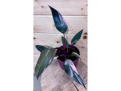 Philodendron Pink Princess