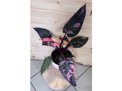 WhatsApp Image 2025 12 31 at 16.35.54