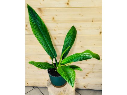 WhatsApp Image 2025 11 07 at 12.18.25