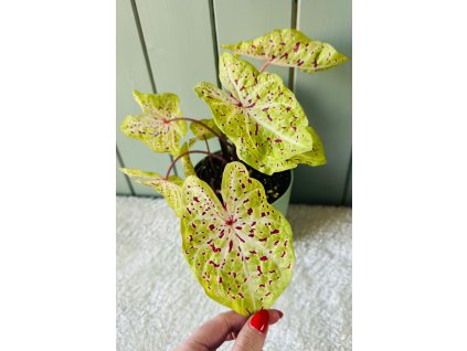 Caladium Miss Muffet