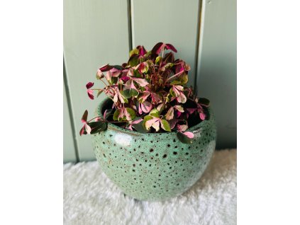 Oxalis Plum Crazy