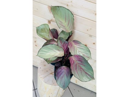 Calathea Silver Plate