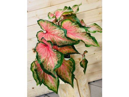 Caladium Sweetheart