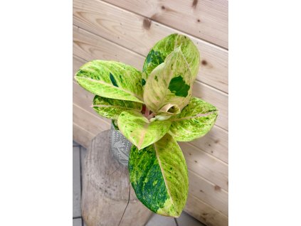 WhatsApp Image 2026 01 06 at 18.56.29