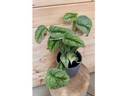 e48b07b6 9a52 4a57 bbcb a744dd375945