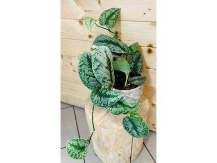 WhatsApp Image 2025 09 02 at 16.31.22