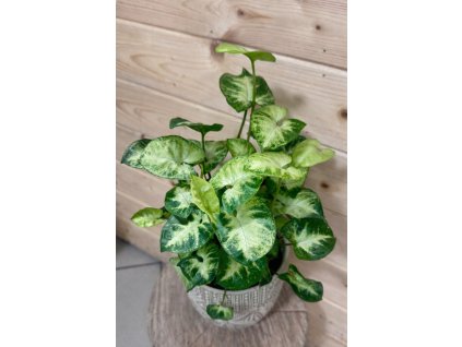 ChatGPT Image 7. 1. 2026 13 36 27