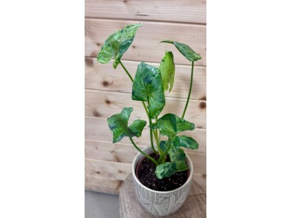 WhatsApp Image 2026 01 06 at 19.06.38